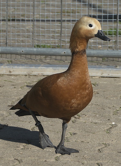mpo